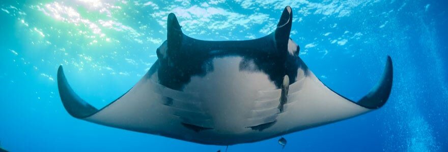 raies manta aux Maldives